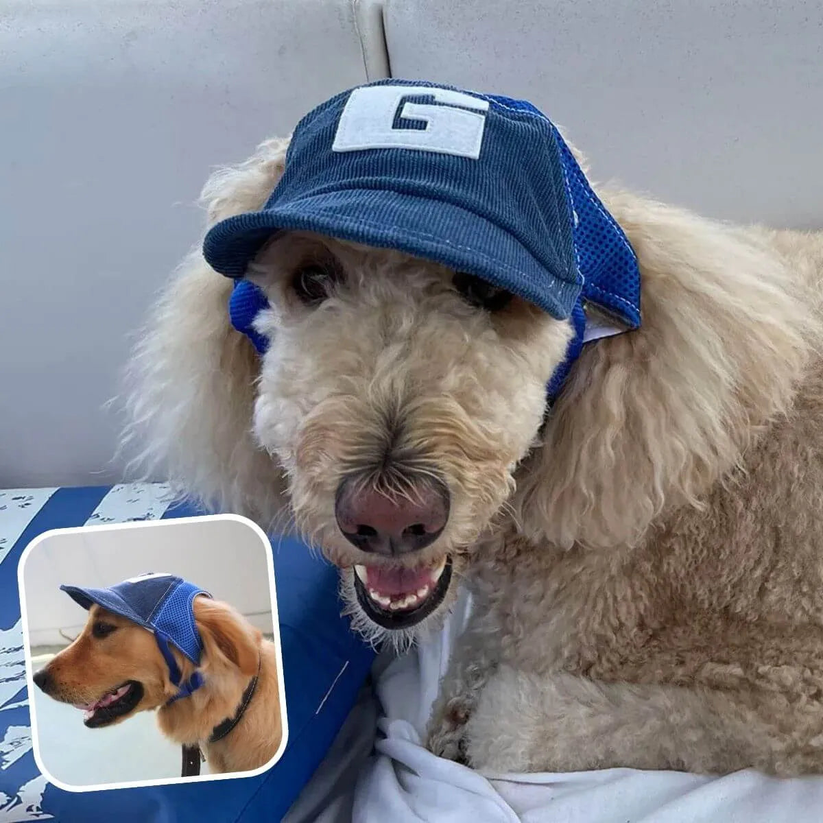 casquette pour chien bleue taille M