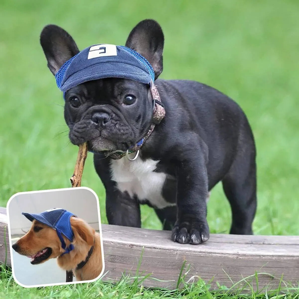 casquette pour chien bleue taille S
