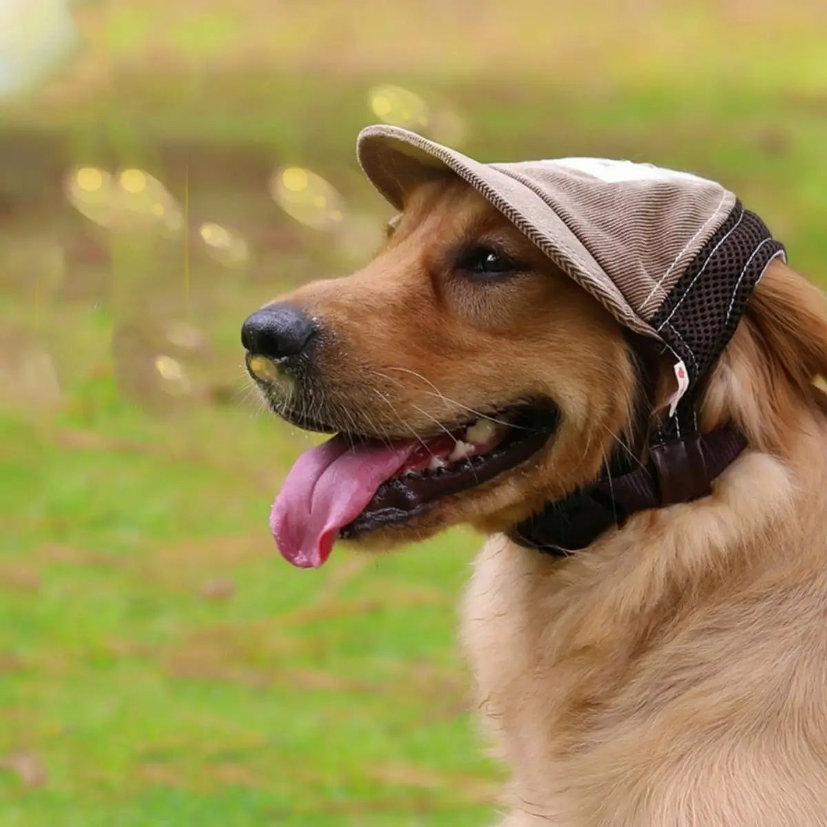 Casquette pour chien - Puppy Pacha