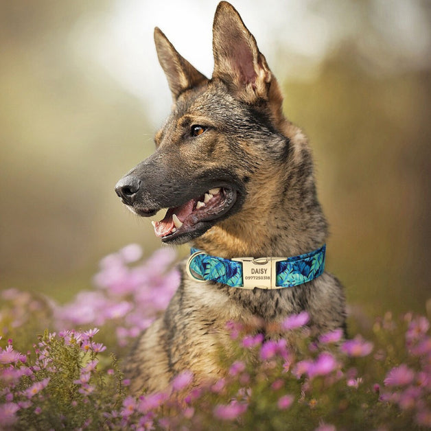 collier-chien-personnalisé-bleu