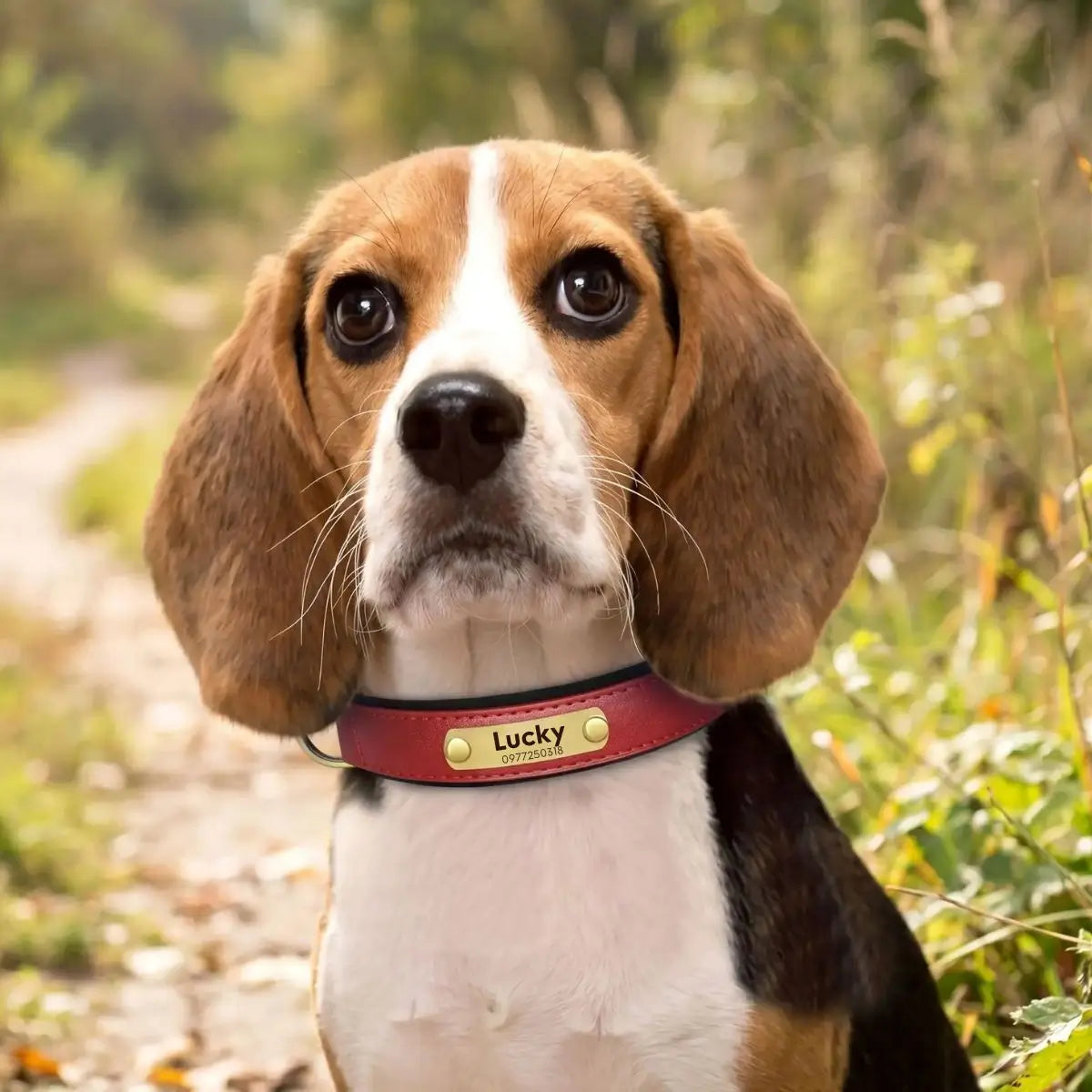 Collier pour chien personnalisé Aélyo™ rouge dynamique, design épuré porté par un beagle.