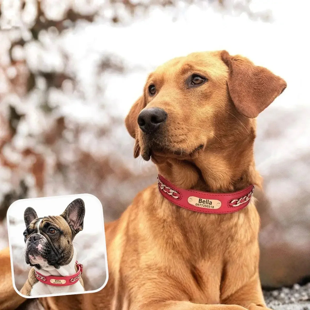Collier personnalisé chien rouge en cuir véritable avec plaque gravée