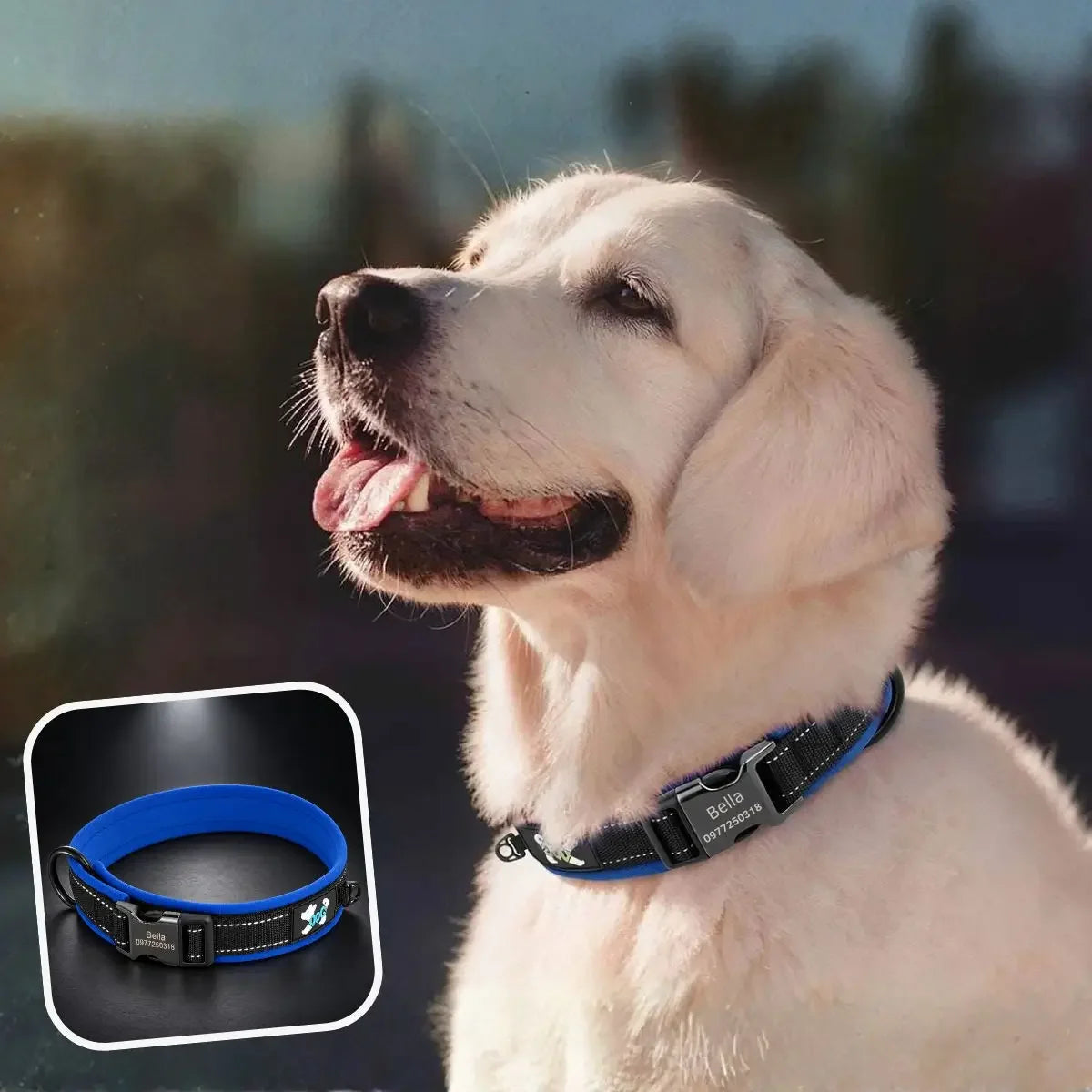 Collier chien personnalisé réfléchissant bleu Lumyna™ porté par un Golden Retriever