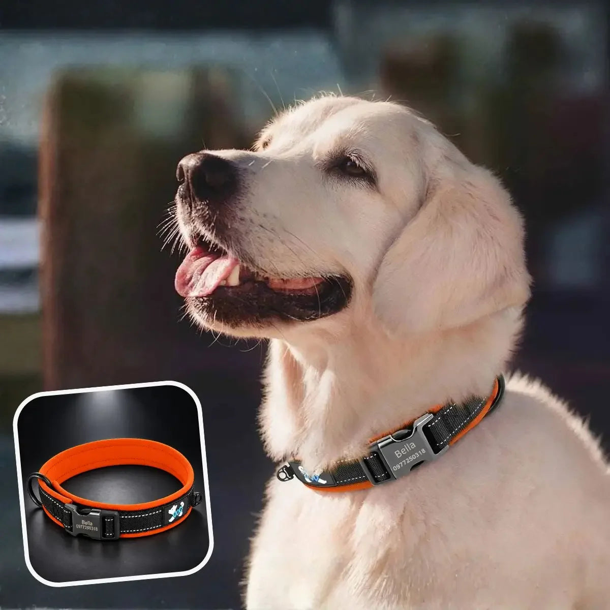 Collier pour chien personnalisé réfléchissant orange Lumyna™ porté par un chien de grande taille