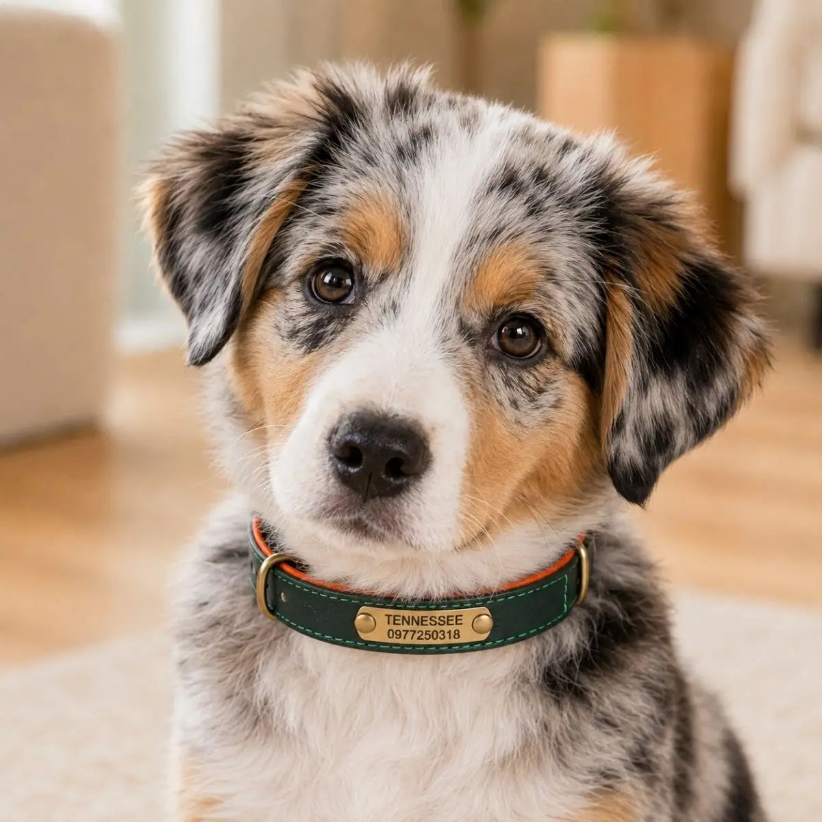 Collier chiot personnalisé vert TinyID porté par un berger australien