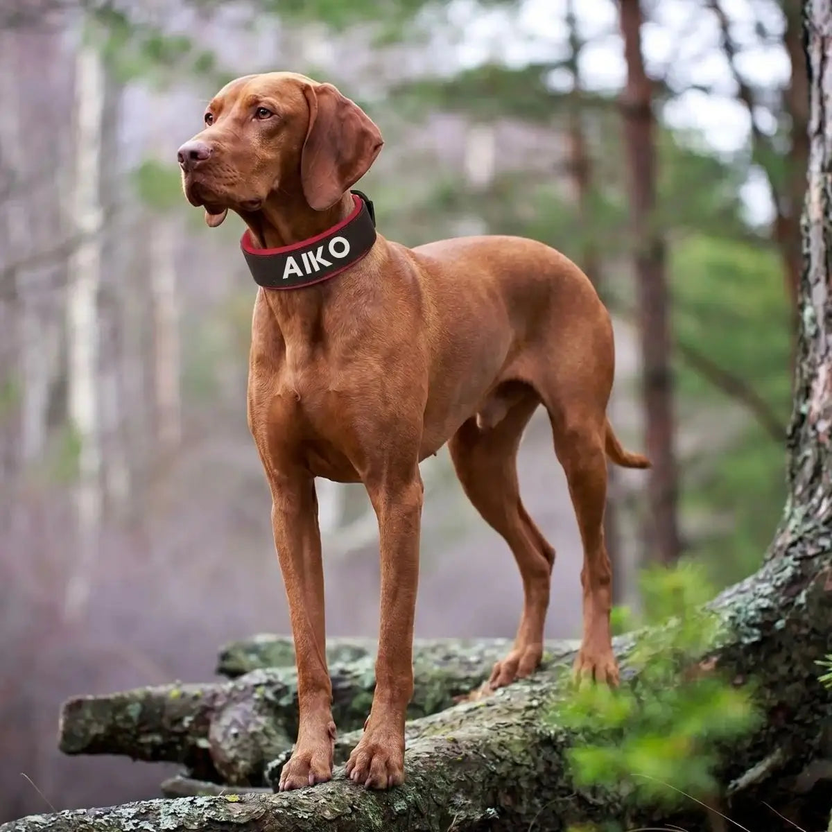 Collier large pour chien personnalisé Signa™ noir avec prénom, porté par un Braque Hongrois