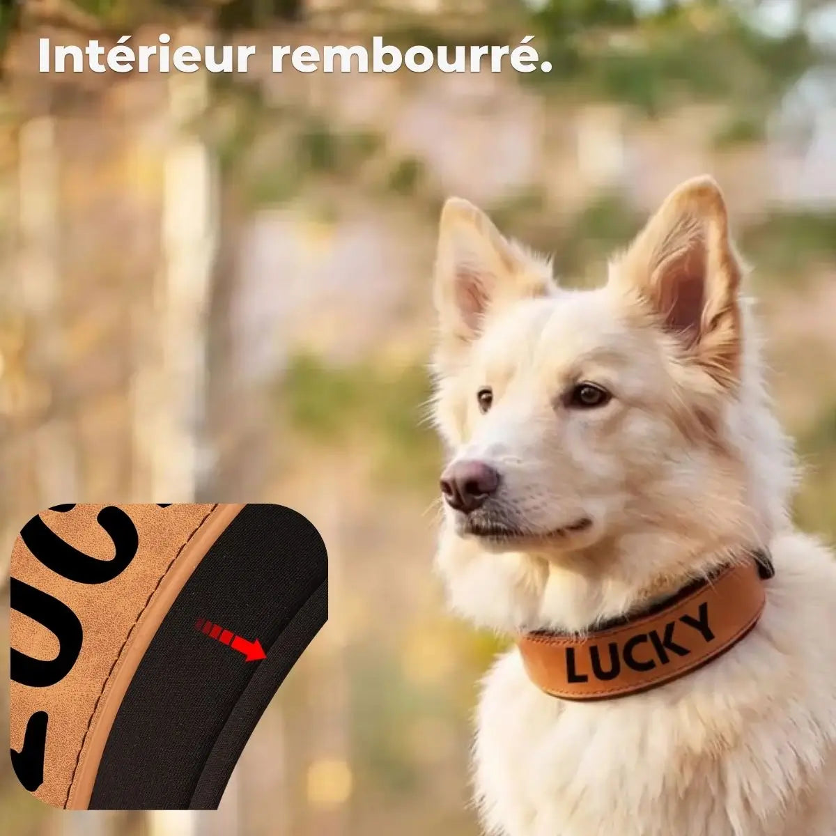 Intérieur rembourré du collier large pour chien personnalisé Signa™