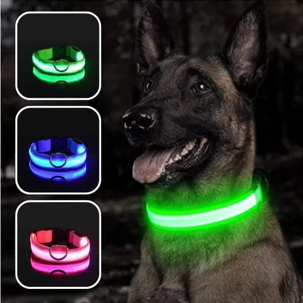 collier-lumineux-chien-couleurs