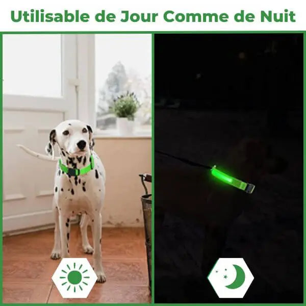 collier-lumineux-chien-utilisation