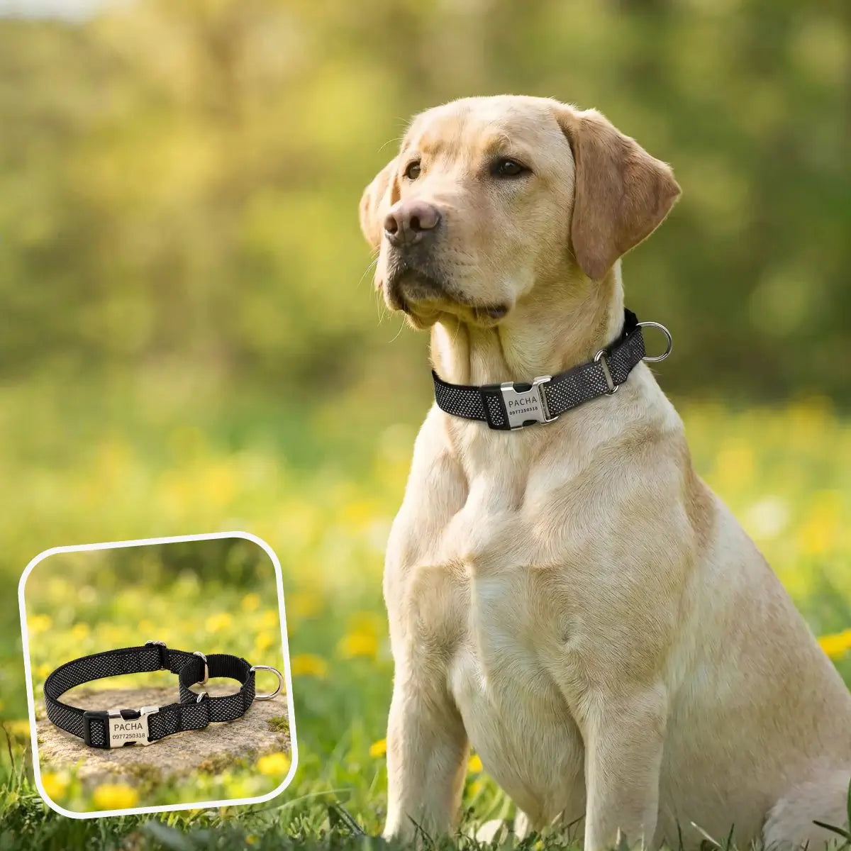 Collier martingale personnalisé noir Orion™ - Puppy Pacha