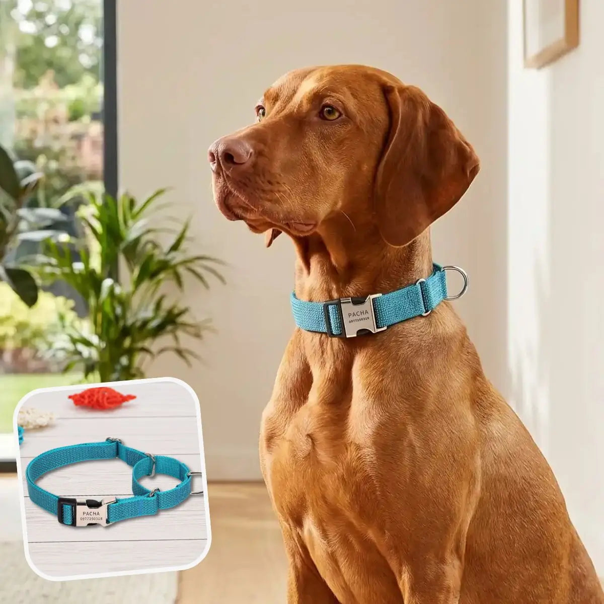 Collier martingale personnalisé bleu turquoise Orion - Puppy Pacha