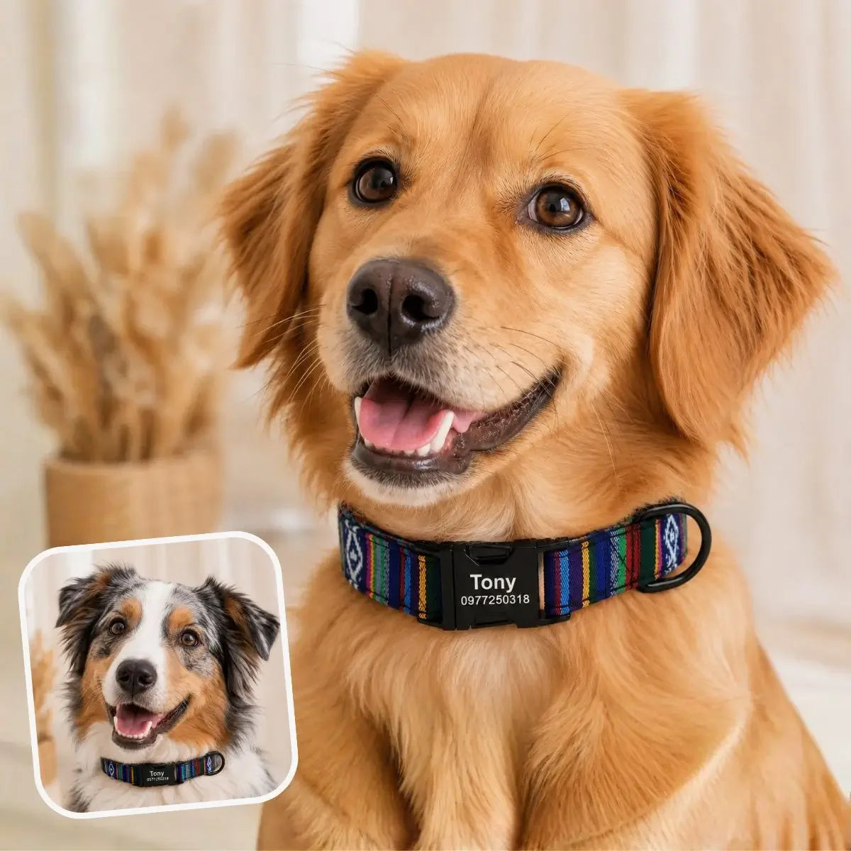 Collier pour chien gravé Kalyoa bleu marine porté par un Golden Retriever et un Berger australien