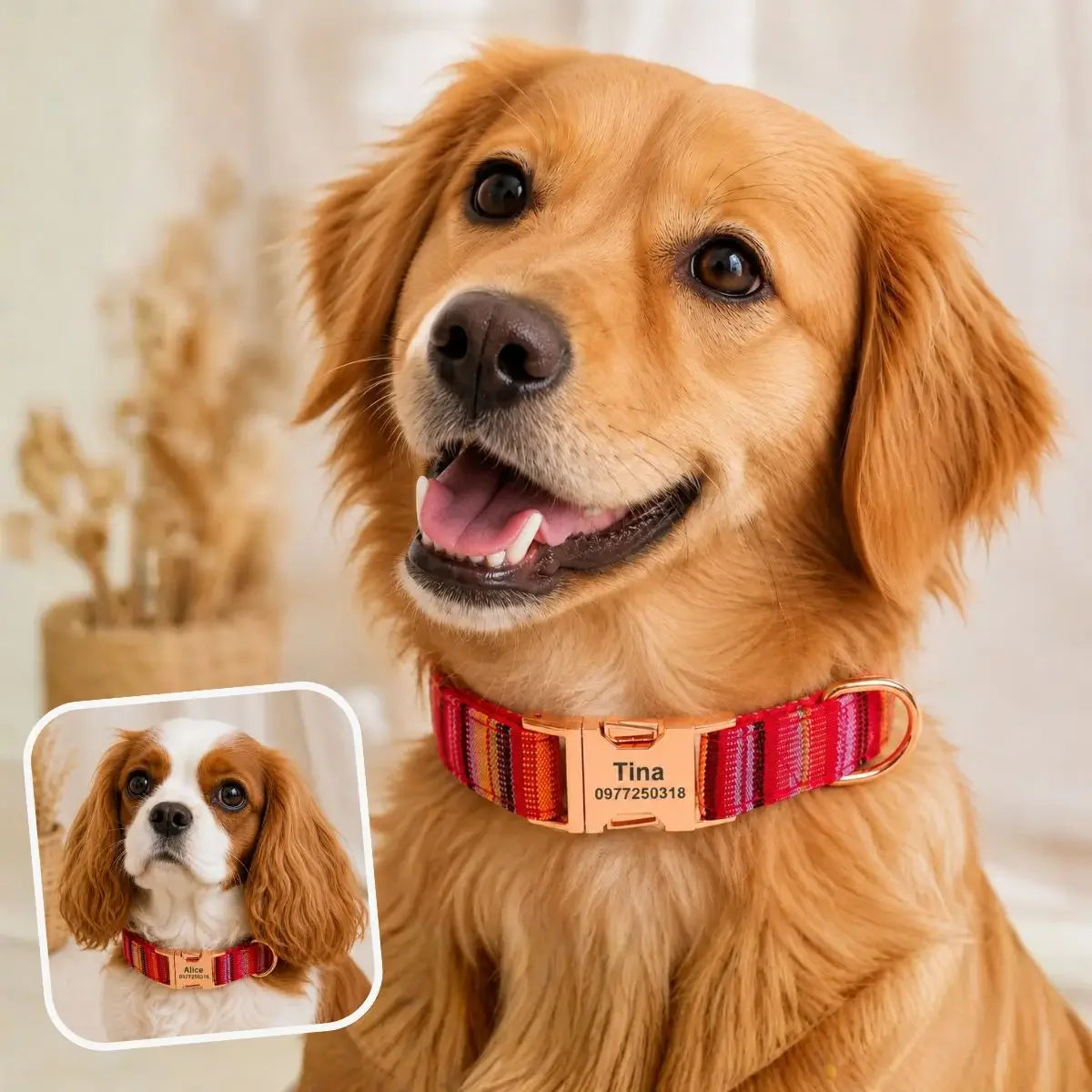 Collier pour chien personnalisable Kalyoa rouge porté par un Golden Retriever et un Cavalier King Charles