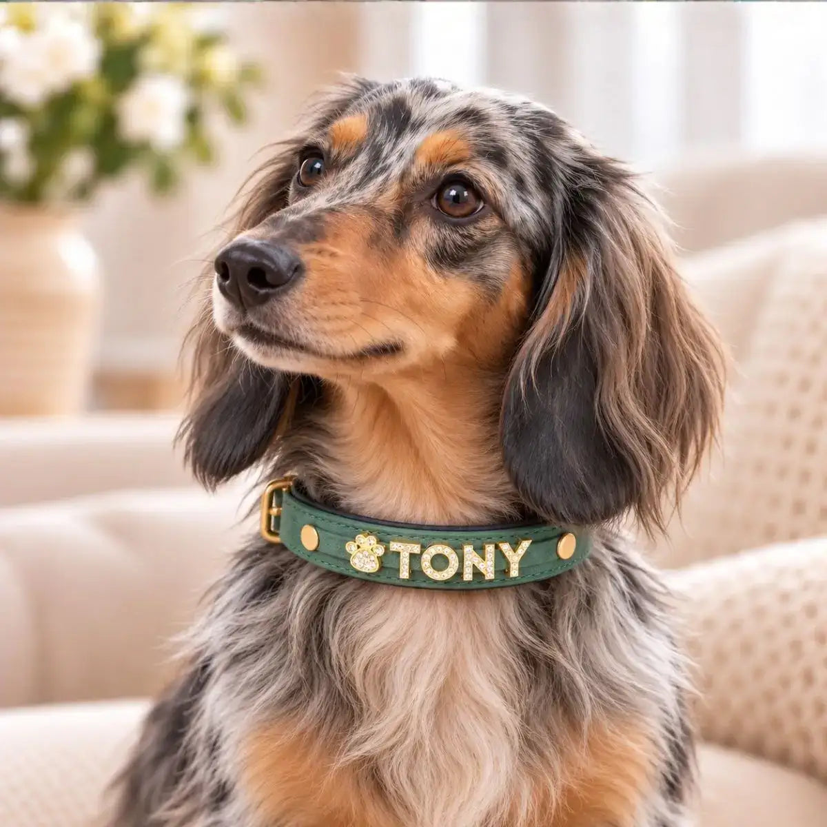 Collier chien avec prénom Bijoya™ vert sapin, lettres TONY en strass et charm patte, porté par un teckel à poil long