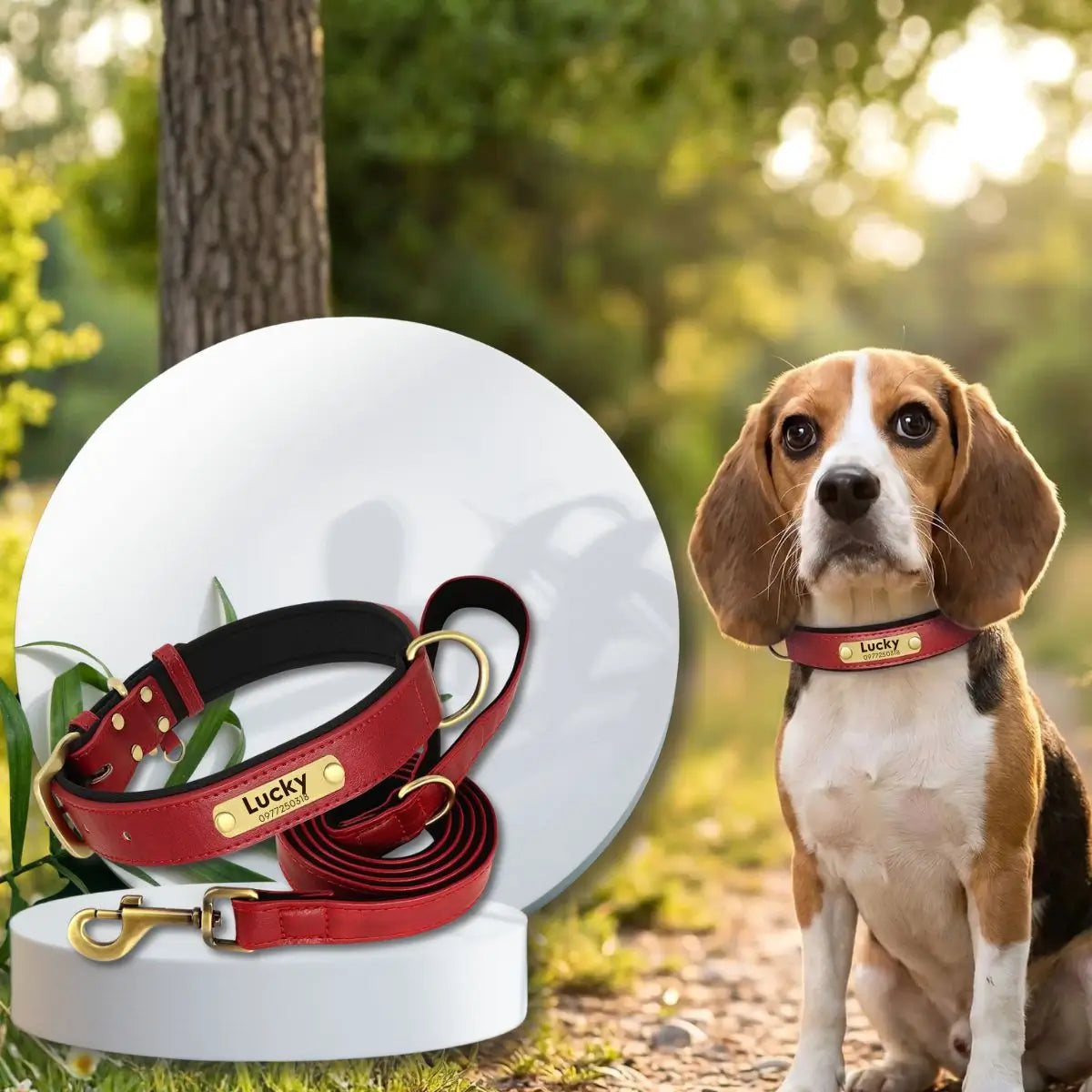 Duo collier pour chien personnalisé et laisse assortie rouge présenté par un beagle