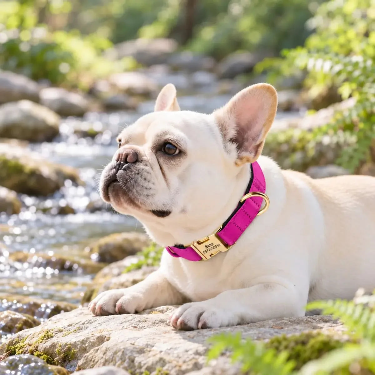 Bouledogue français portant le collier pour chien personnalisé AquaID™ fuchsia près d’un ruisseau