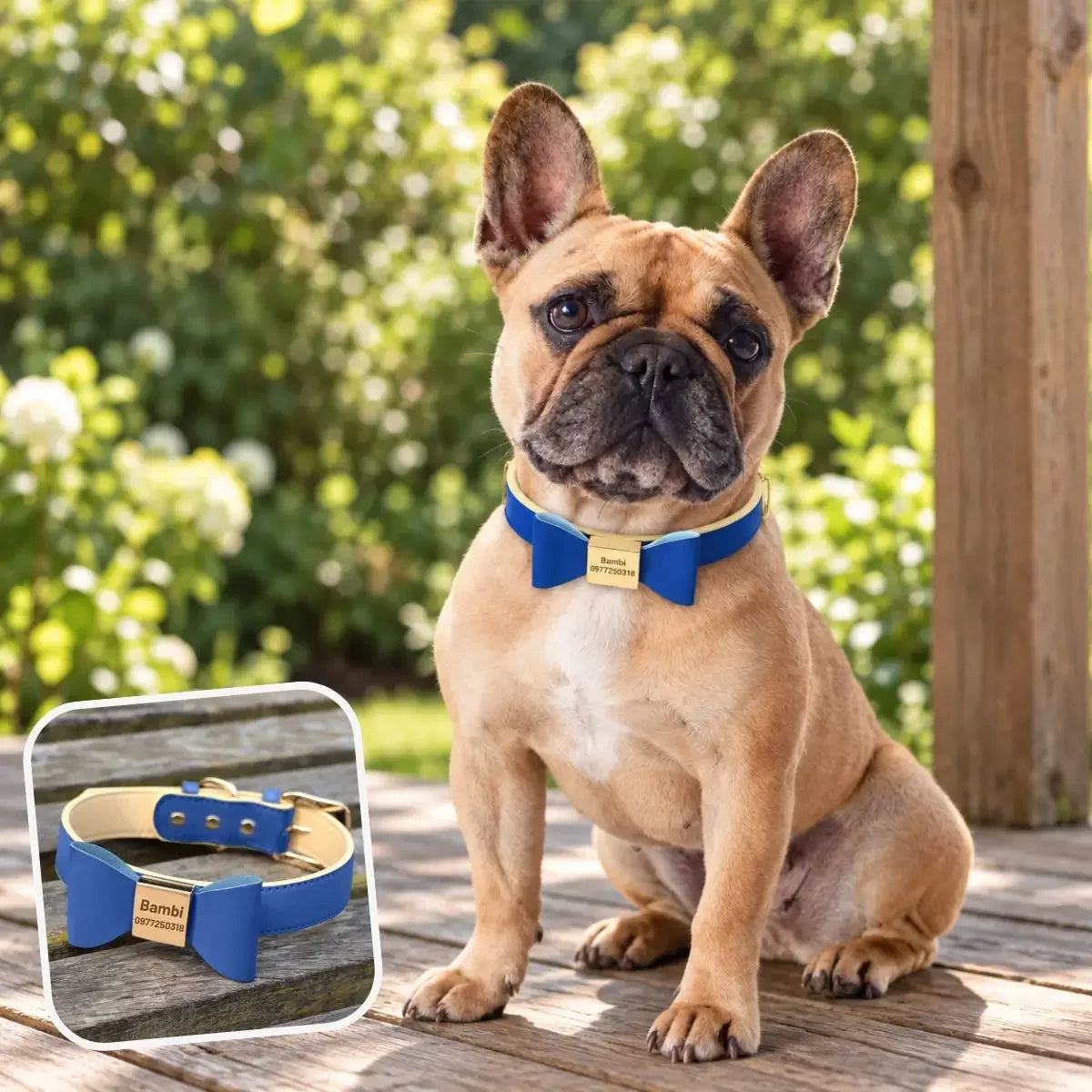 Collier pour chien personnalisé Bleu Klein avec nœud papillon sur un Bouledogue Français