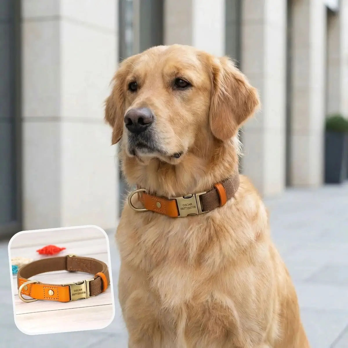Collier pour chien personnalisé Stylish marron