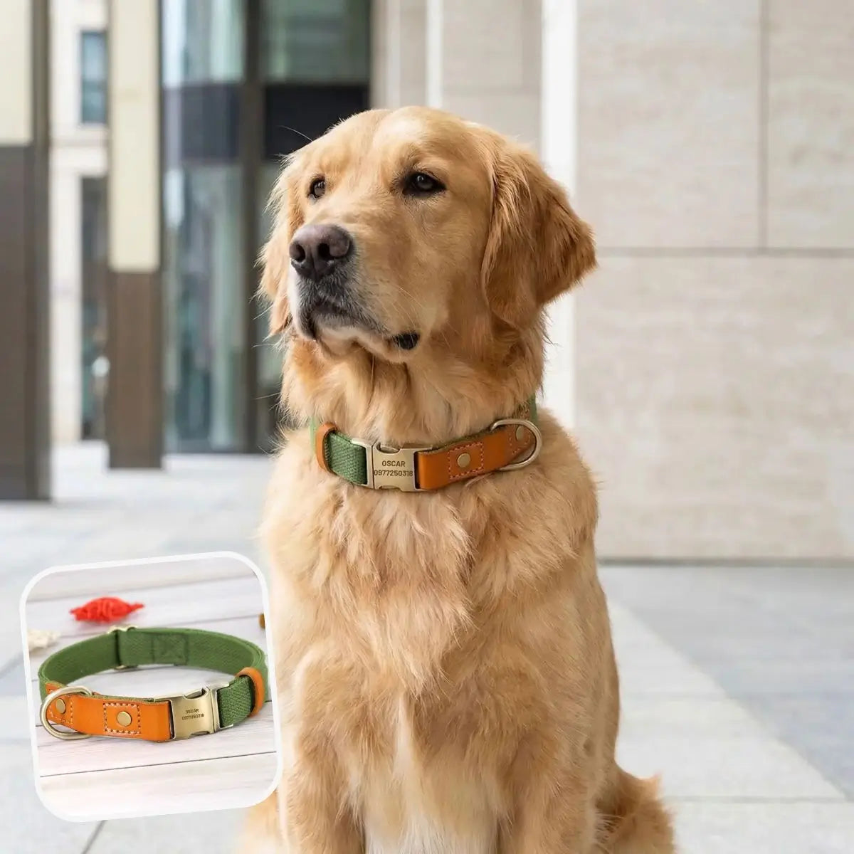 Collier pour chien personnalisé Stylish vert