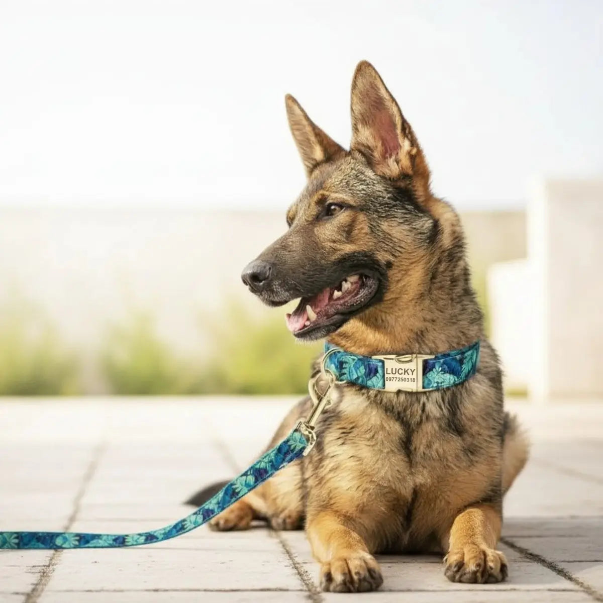 Berger allemand portant un collier personnalisé bleu à motif floral avec sa laisse assortie
