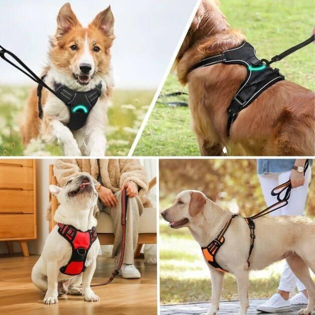 Harnais anti traction : quatre chiens avec harnais, montrant variété et confort, du Border Collie en mouvement au Labrador en promenade.
