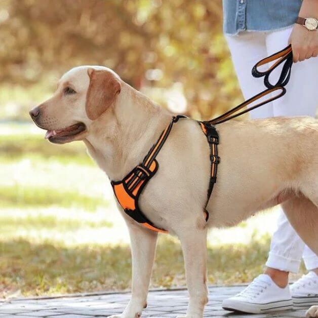Laisse pour courir avec son chien et ceinture vert et orange