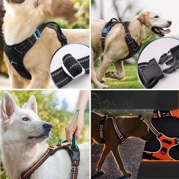 Harnais anti traction : Quatre chiens équipés, mettant en avant les fonctionnalités de sécurité du harnais.