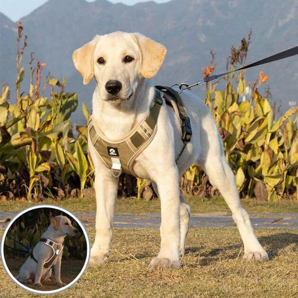 Manteau harnais pour chien  Coat&Walk™ - Puppy Pacha