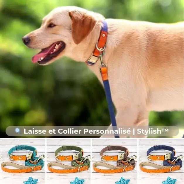 laisse-pour-chien-collier-stylish