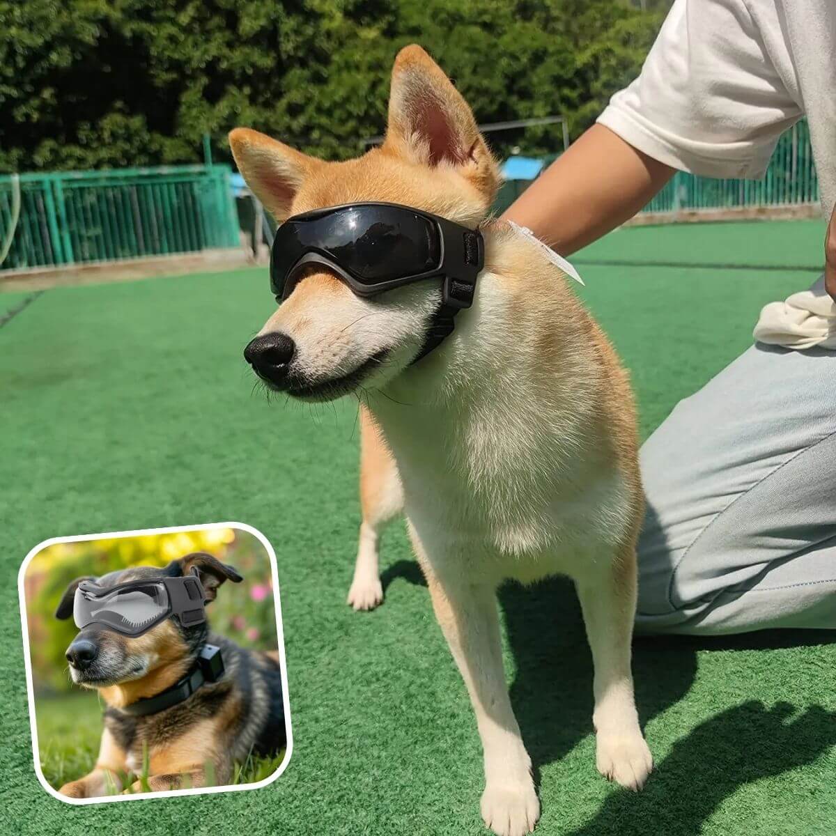 lunette pour chien noire taille M, idéale pour les balades en été