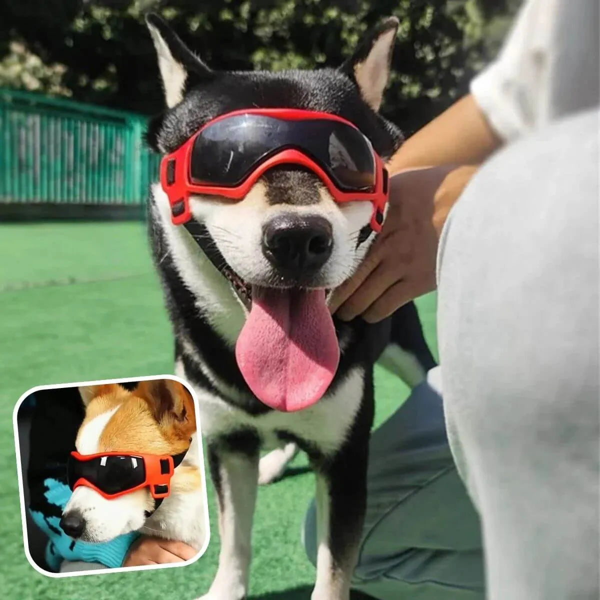 lunette pour chien rouge taille M, pour chiens actifs