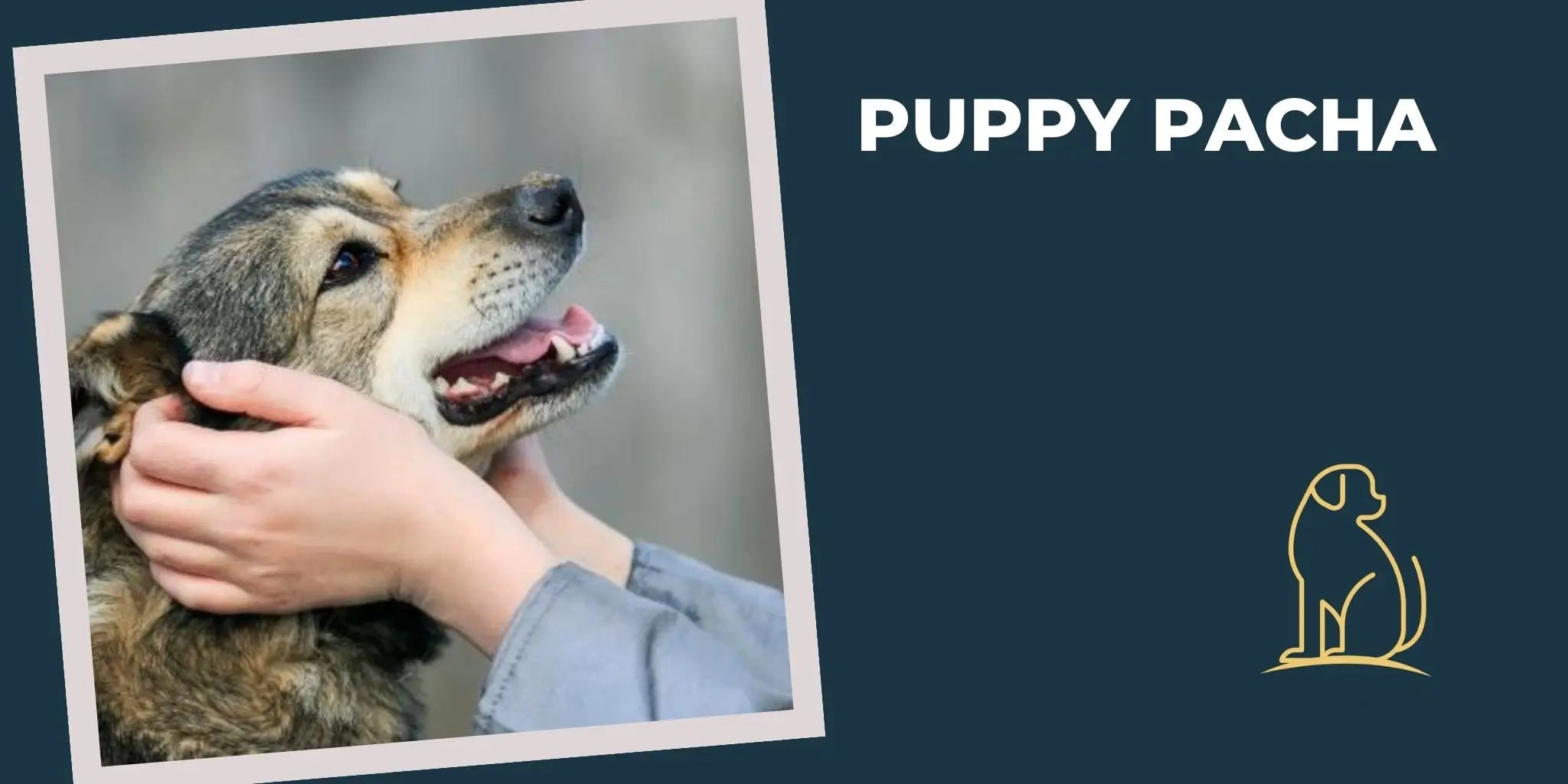 Bannière Puppy Pacha : mains caressant un chien - Collections pour le confort et le bien-être canin.